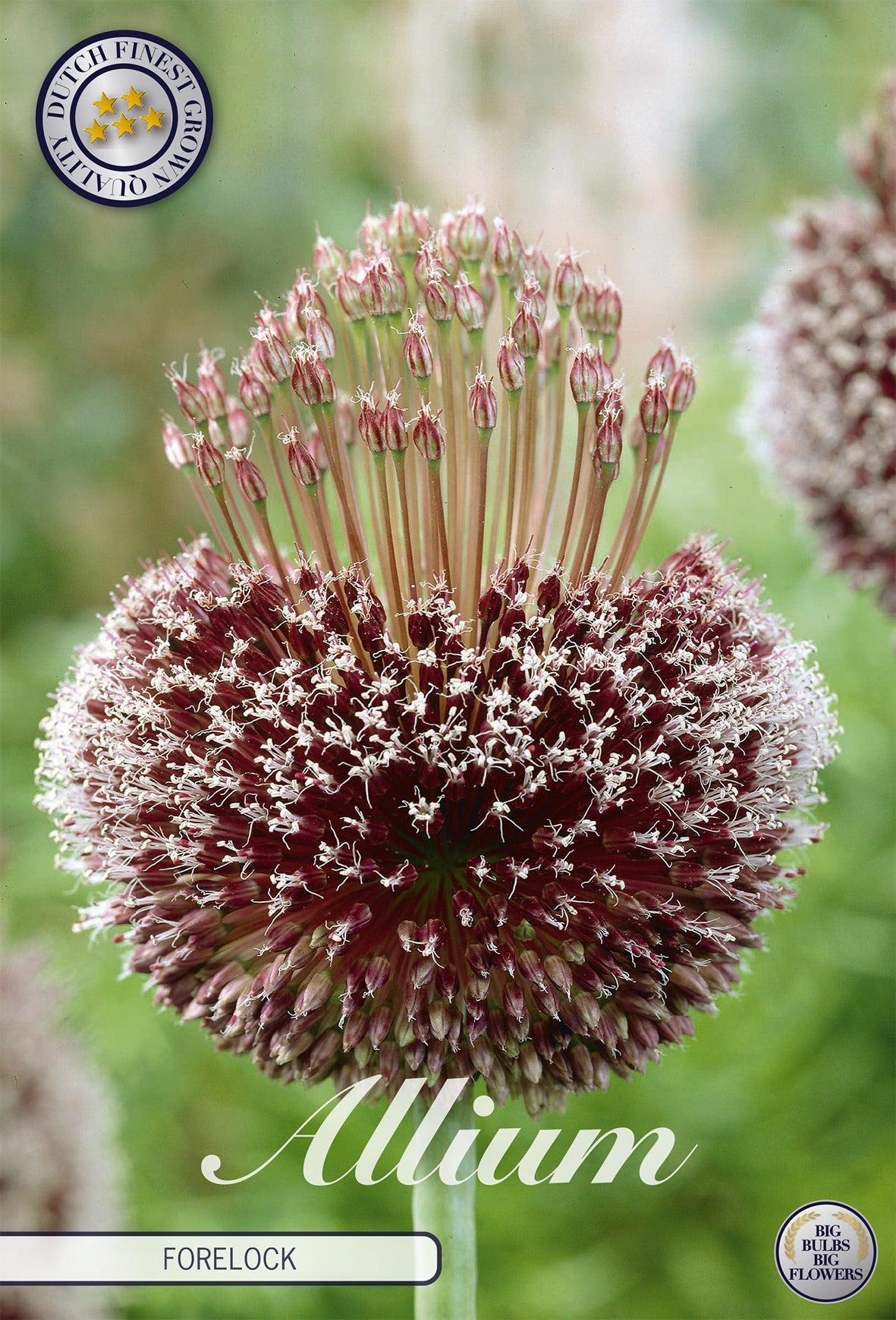 Allium Forelock