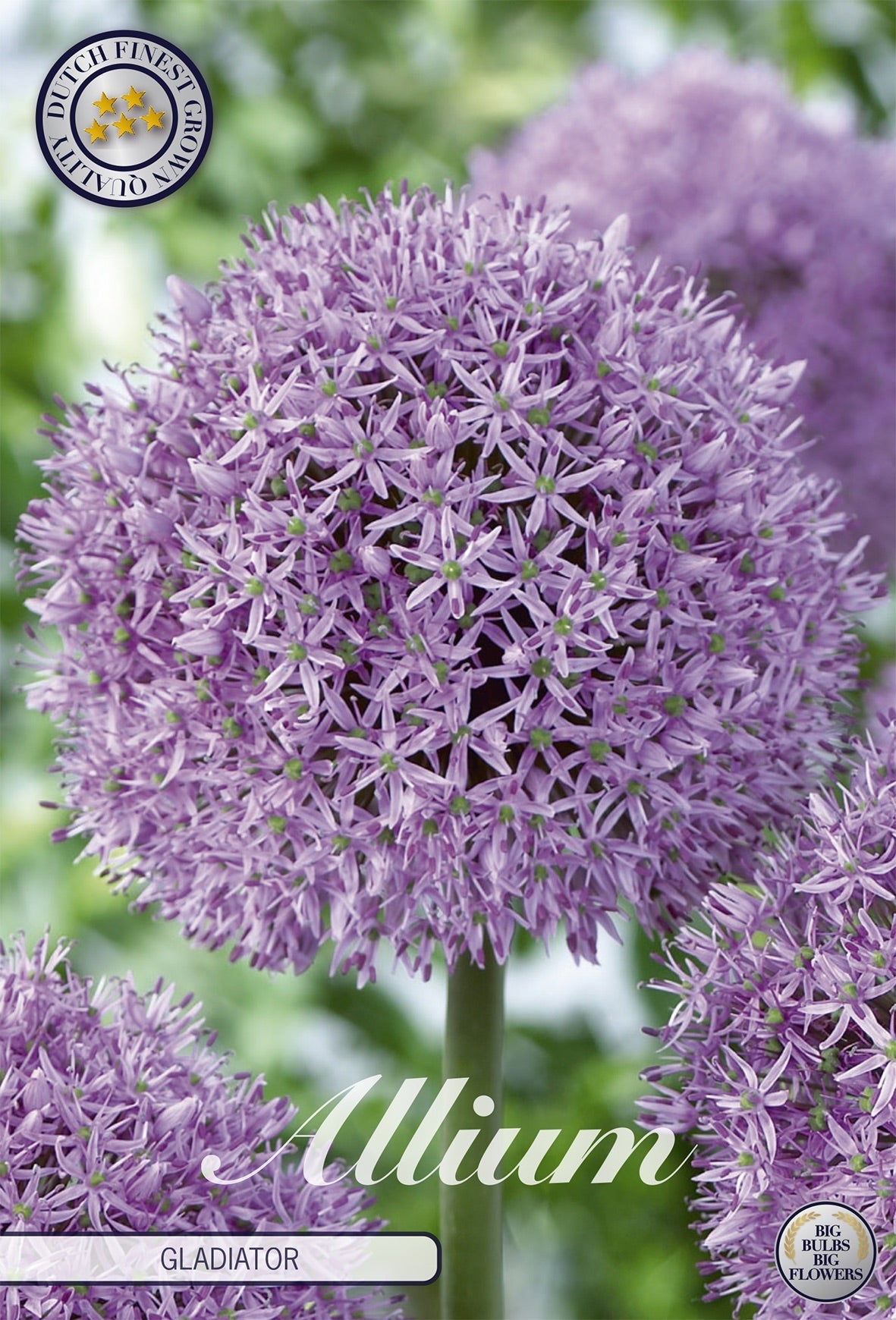 Allium Gladiator