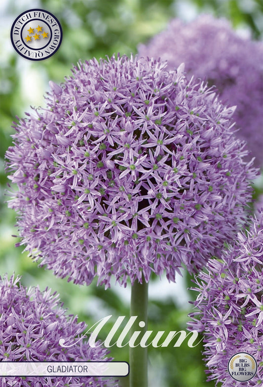 Allium Gladiator