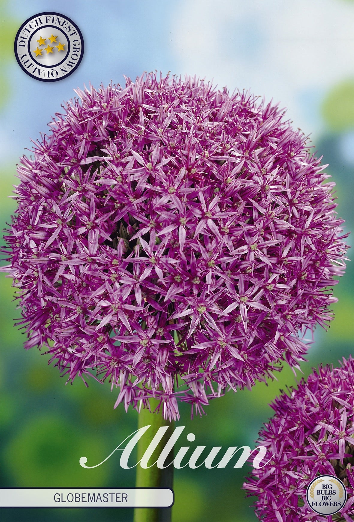 Allium Globemaster