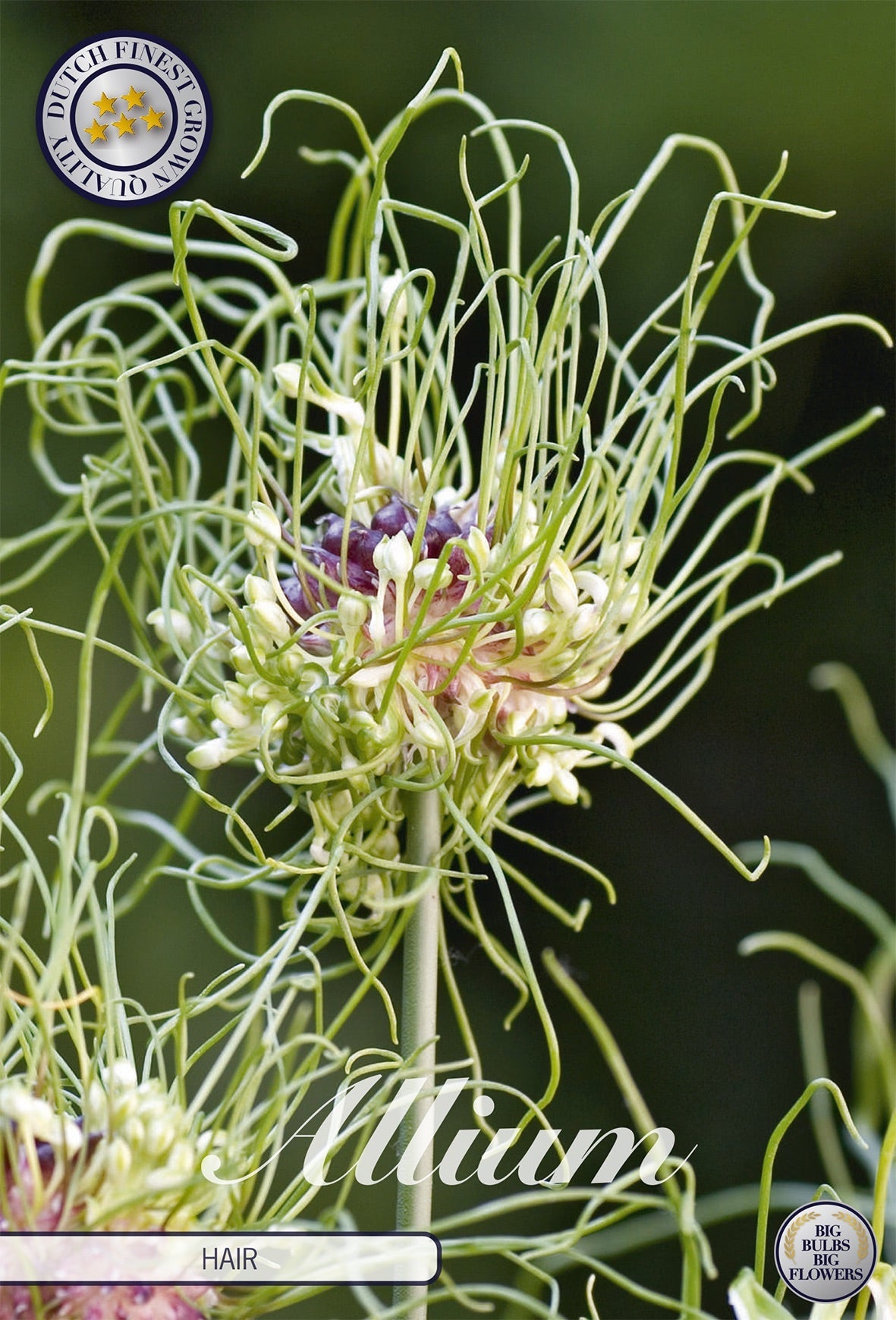 Allium Hair