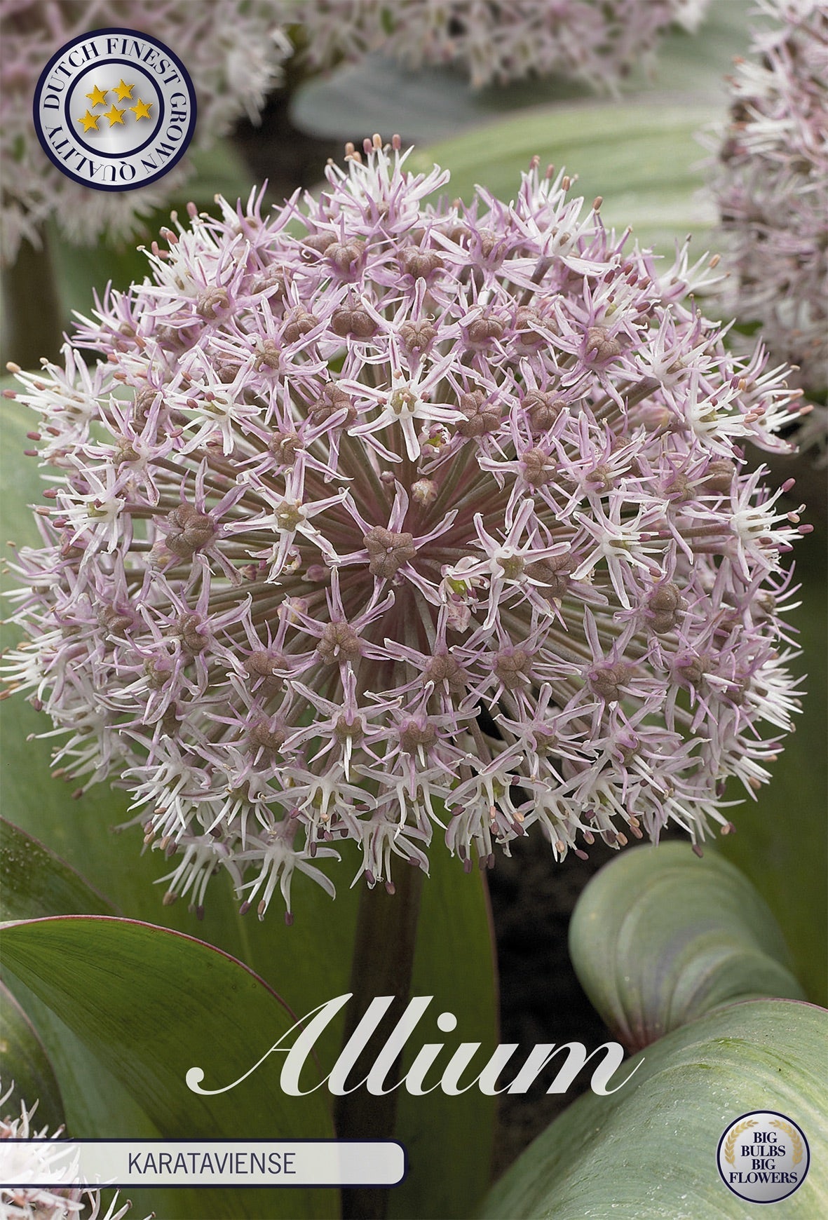 Allium Karataviense