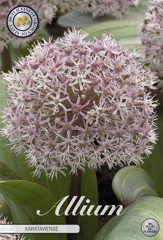 Allium Karataviense