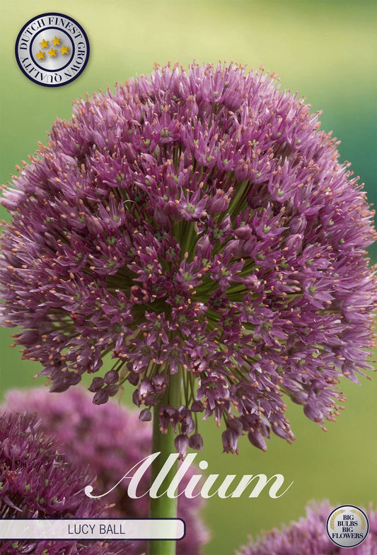 Allium Lucy Ball