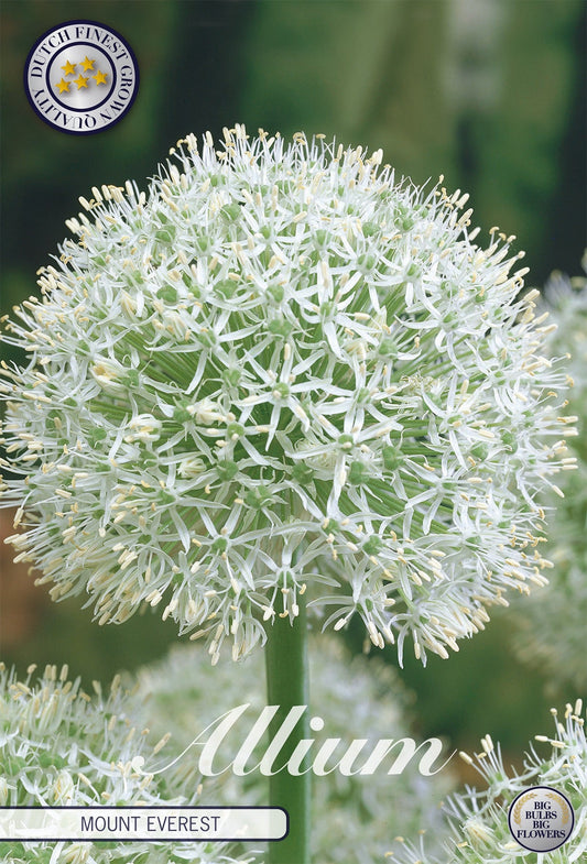 Allium Mount Everest