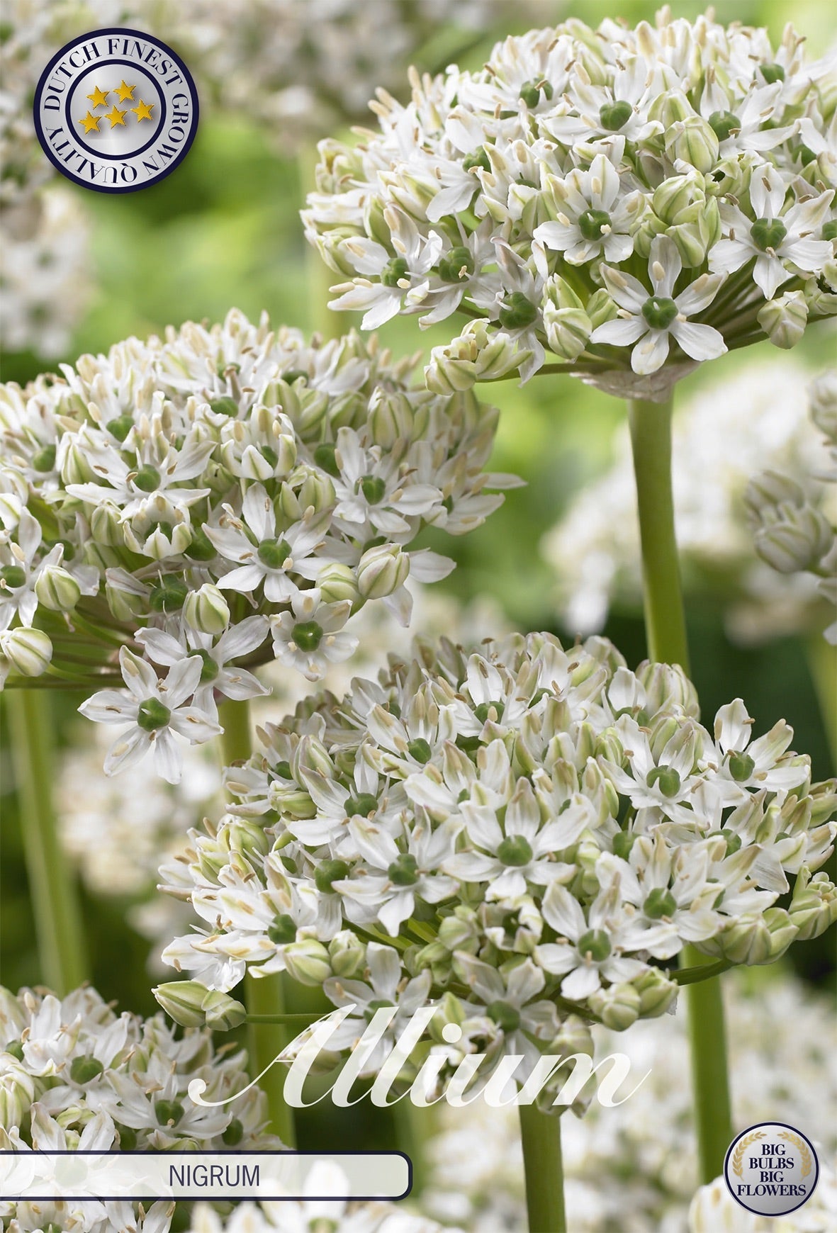 Allium Nigrum