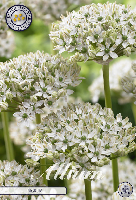 Allium Nigrum