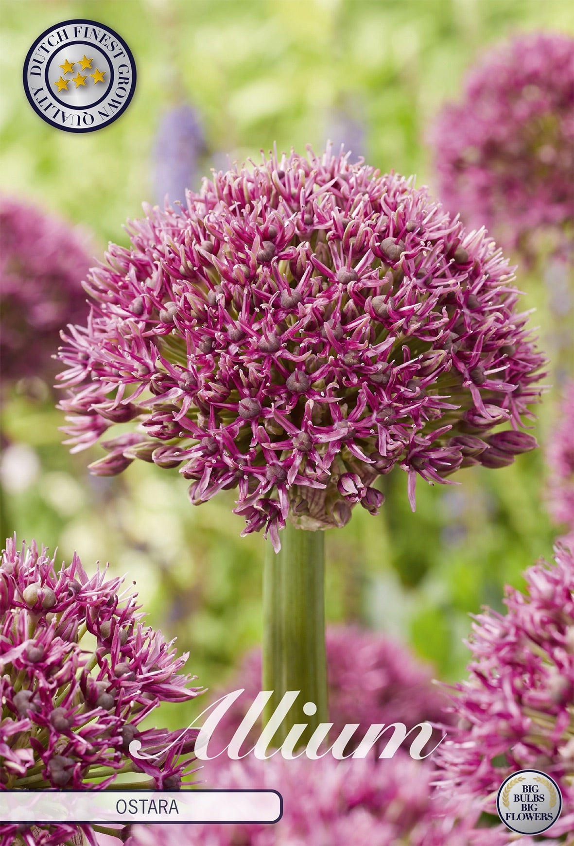 Allium Ostara