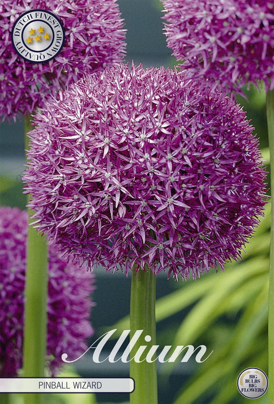 Allium Pinball Wizard