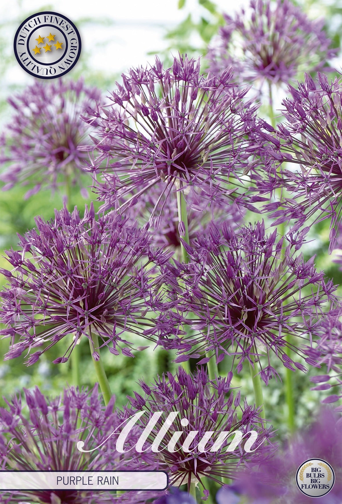 Allium Purple Rain