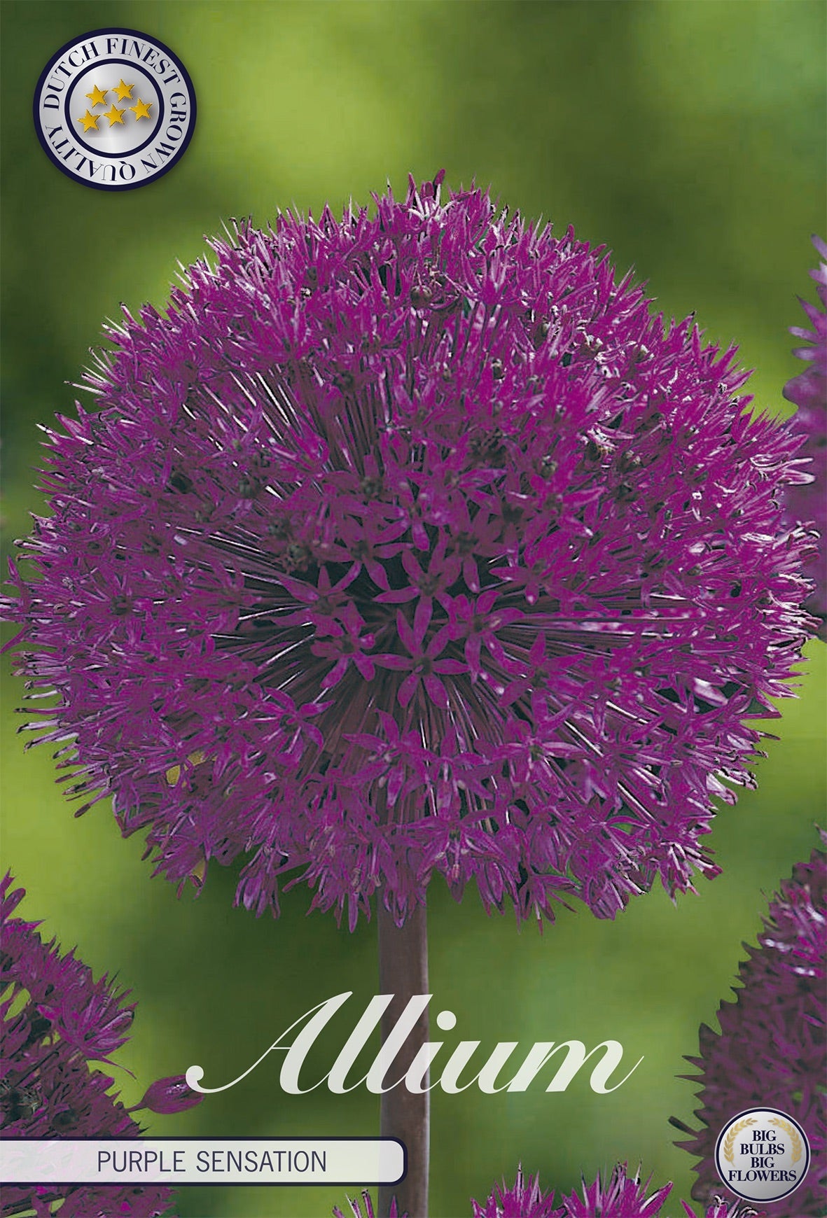 Allium Purple Sensation