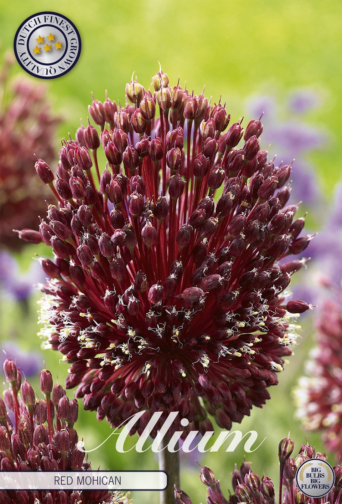 Allium Red Mohican