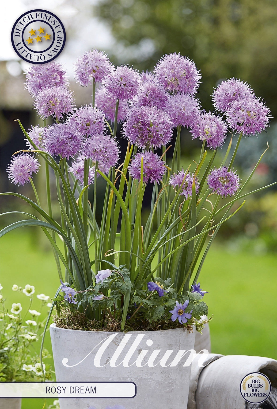 Allium Rosy Dream