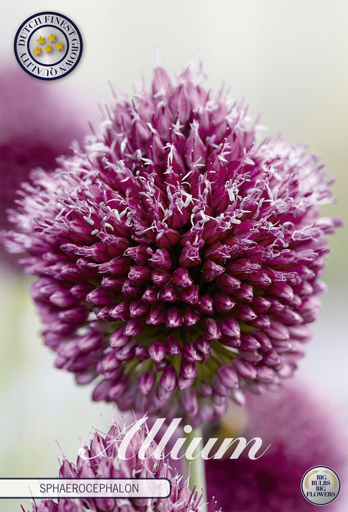 Allium Silver Spring