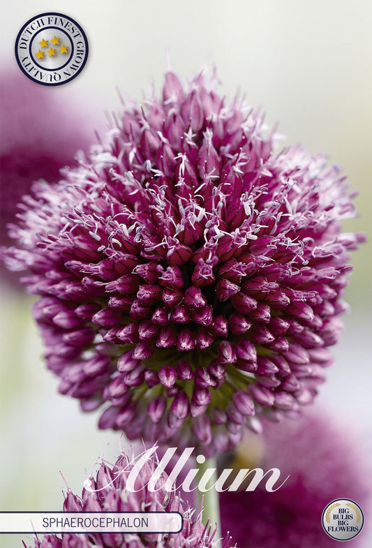 Allium Silver Spring