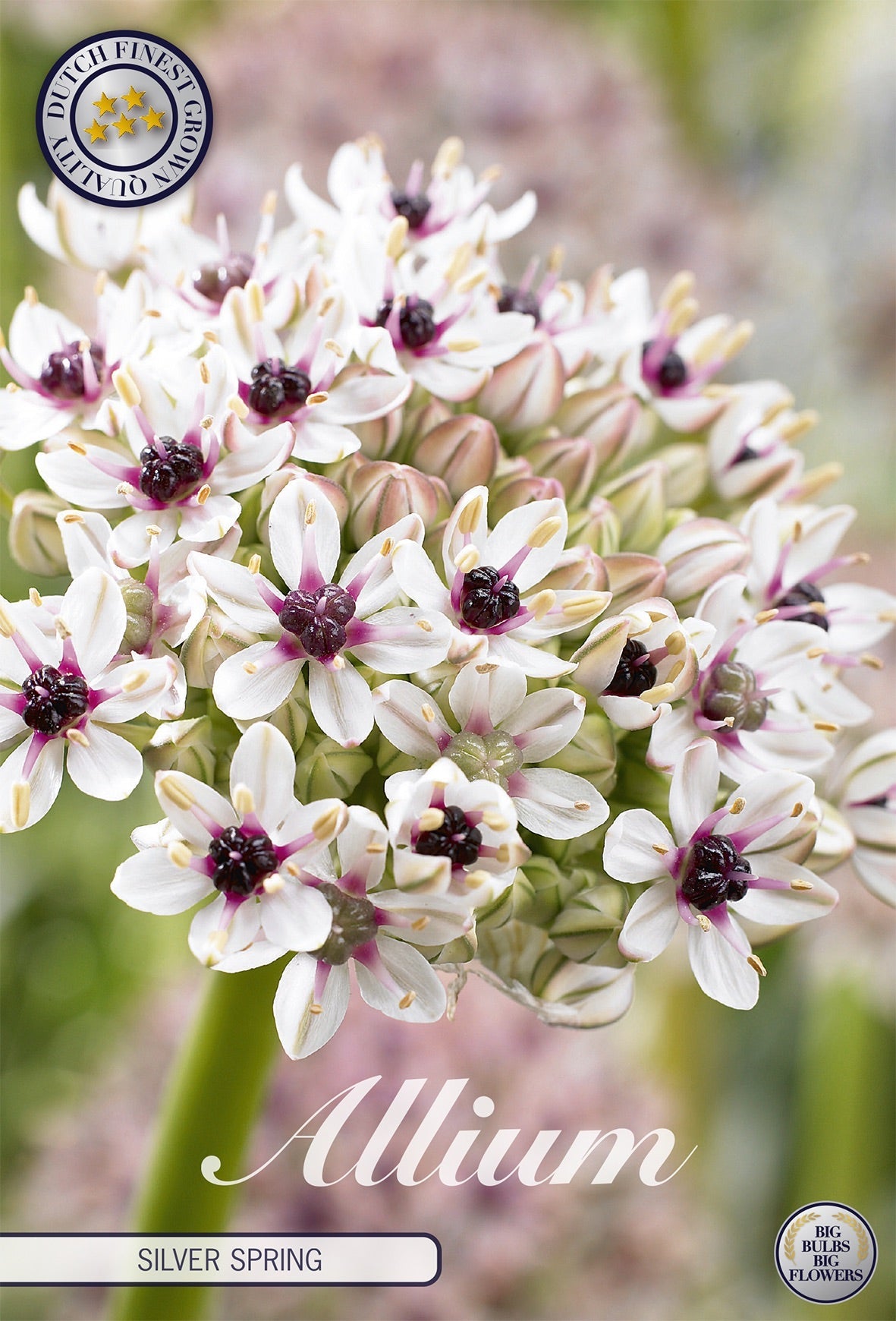 Allium Sphaerocephalon