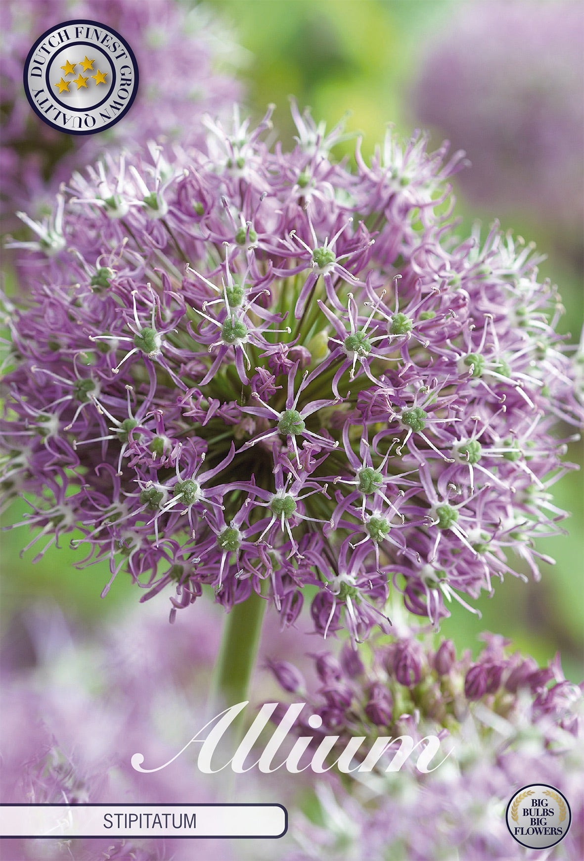 Allium Stipitatum
