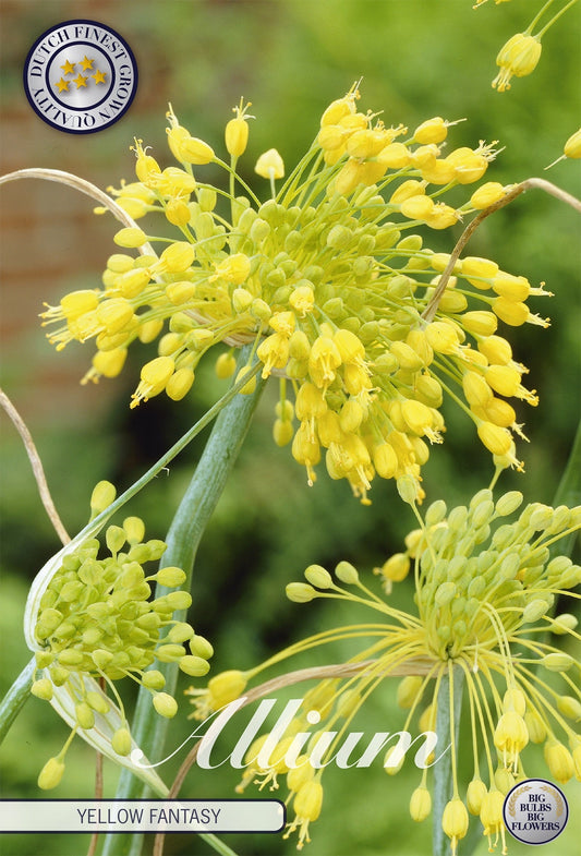 Allium Yellow Fantasy