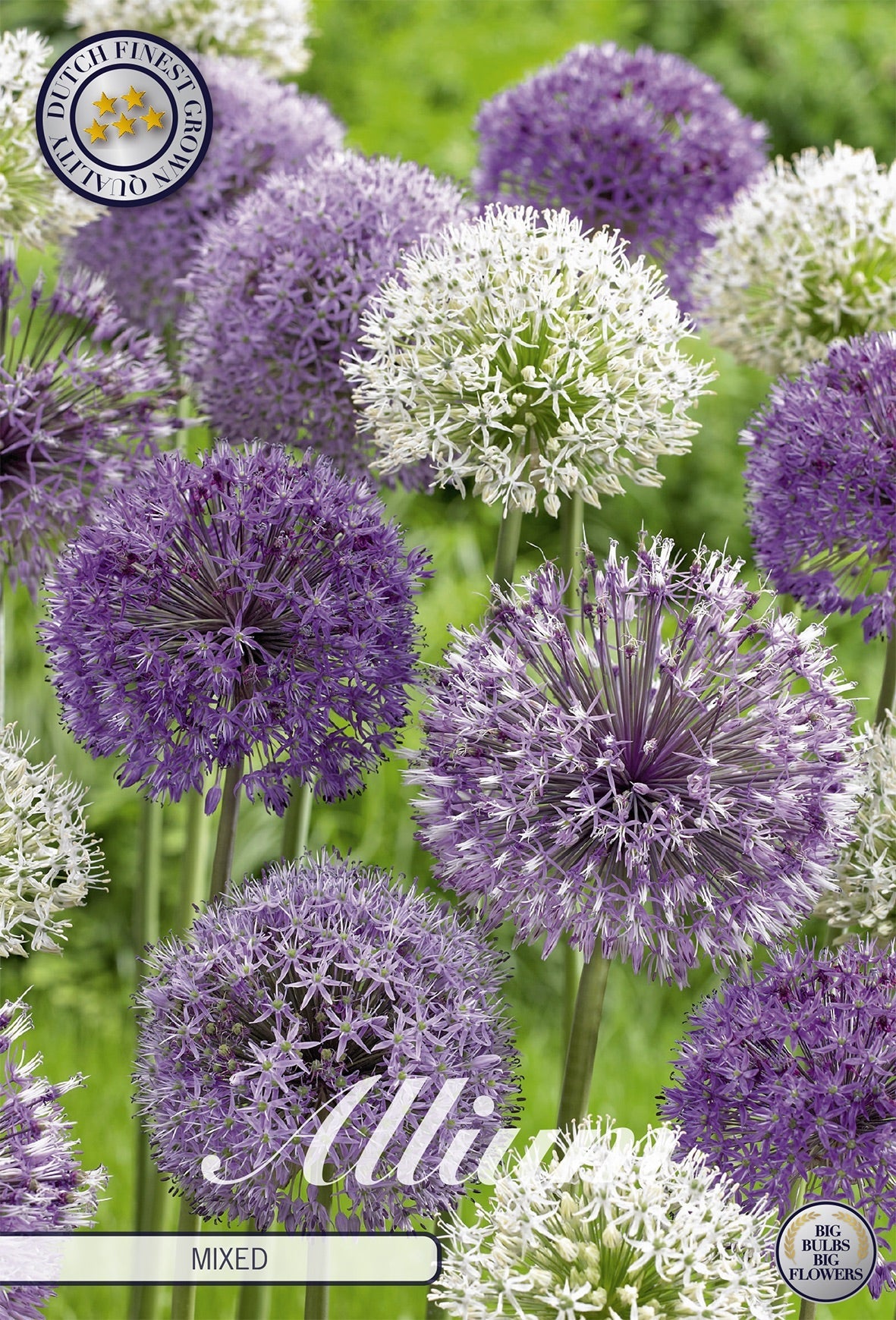 Allium Mixed