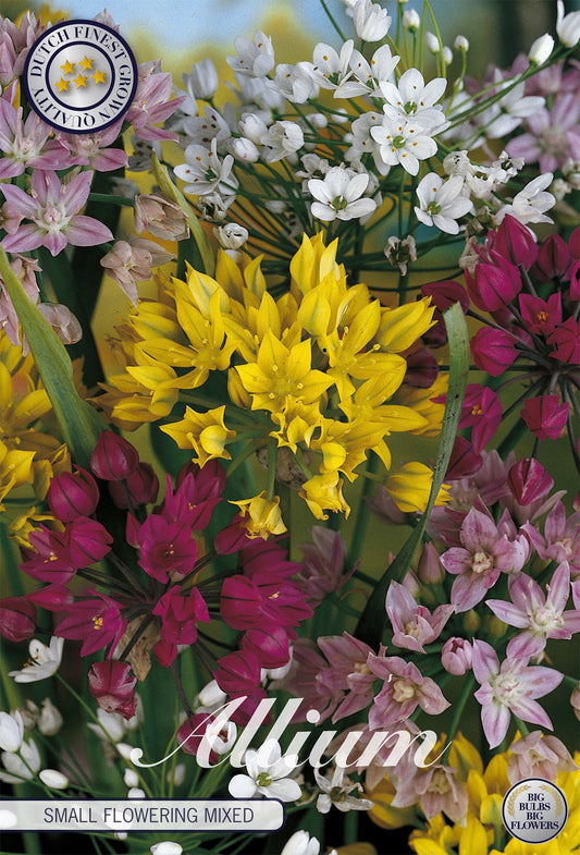 Allium Small Flowering Mixed