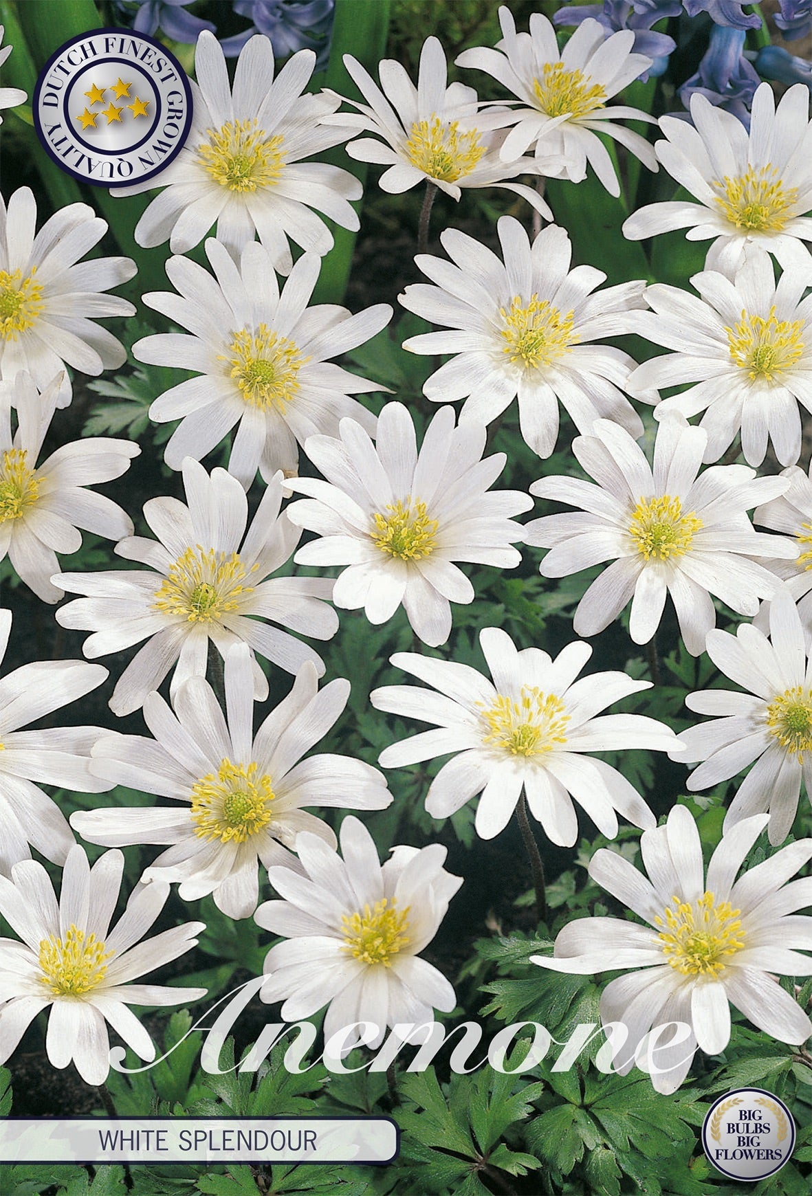 Anemone White Splendour