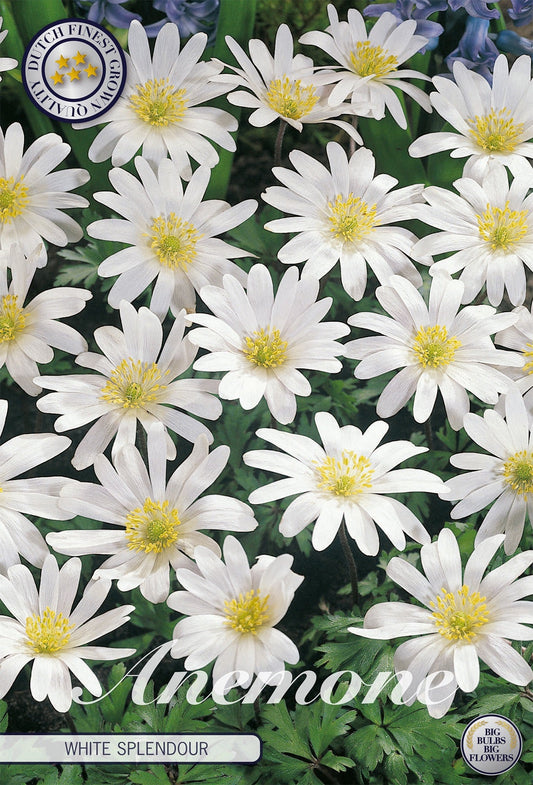 Anemone White Splendour