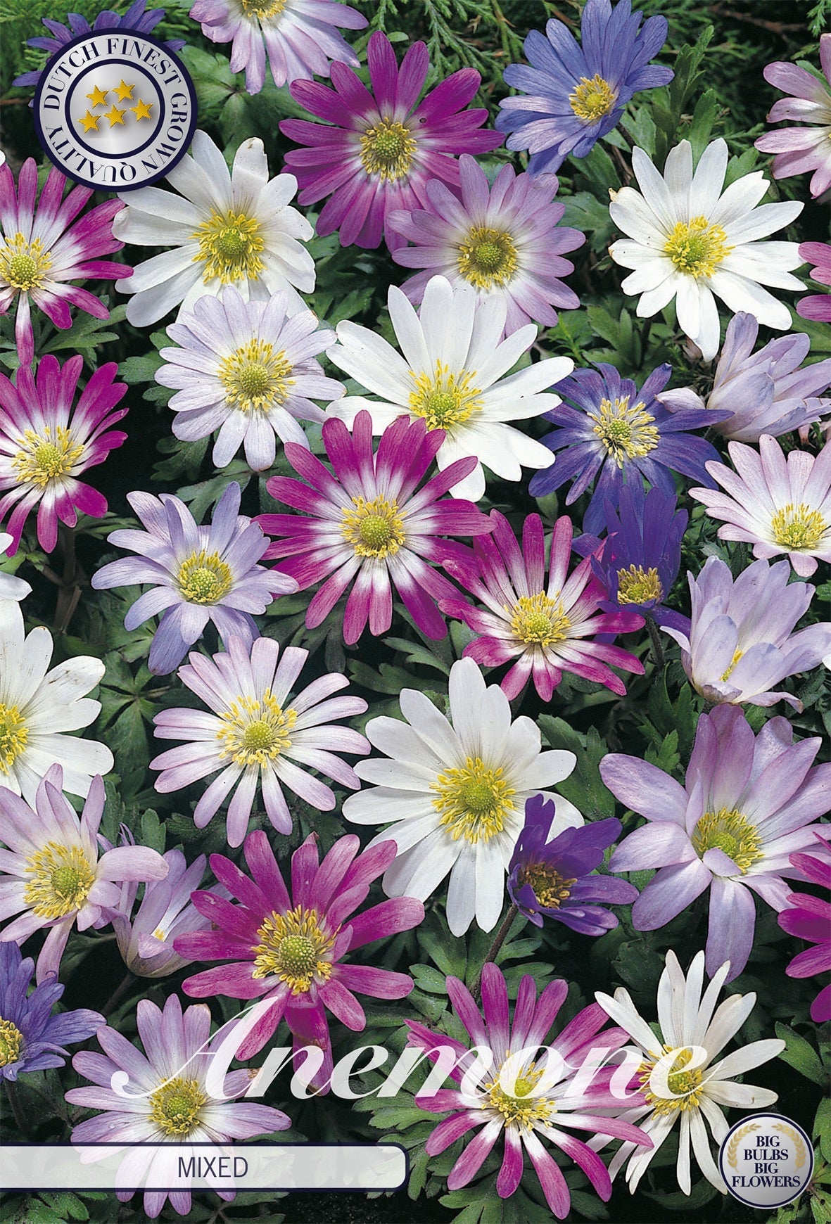 Anemone Mixed