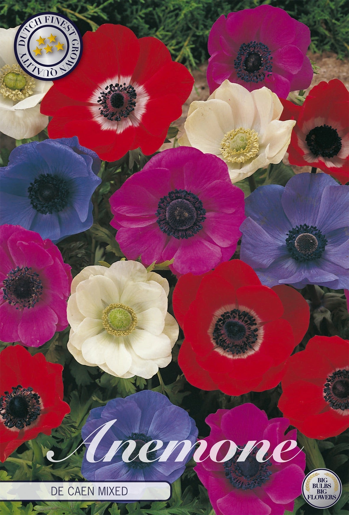 Anemone De Caen Mixed