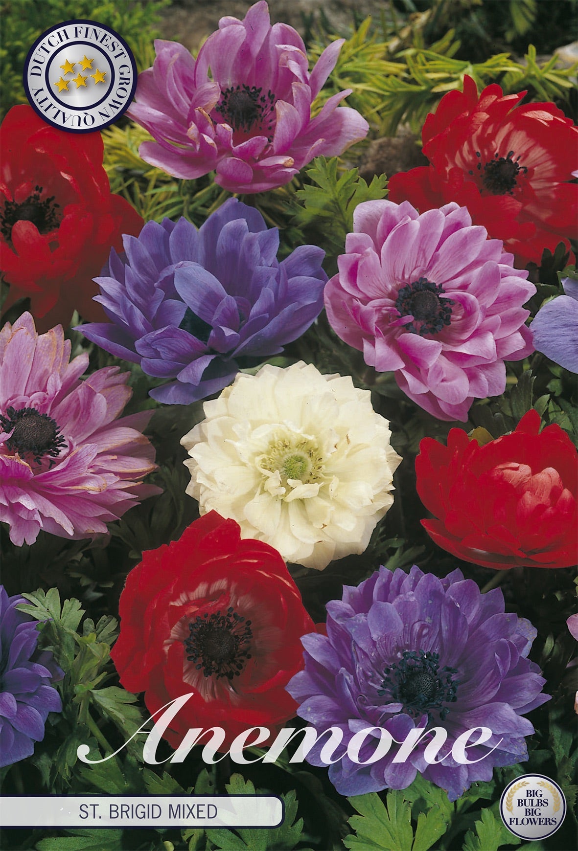 Anemone St. Brigid Mixed