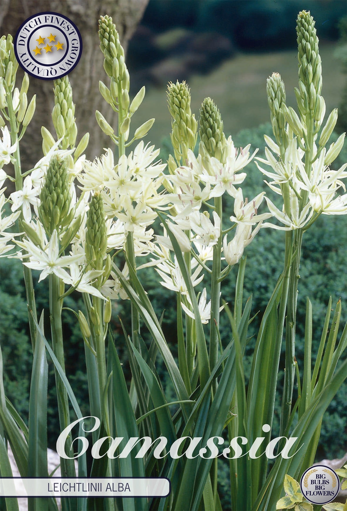Camassia Leichtlinii Alba