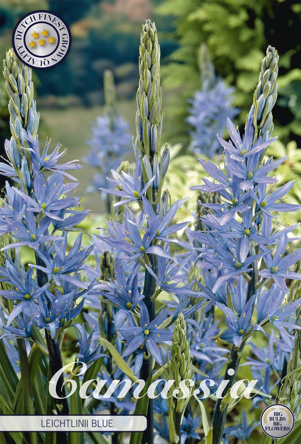 Camassia Leichtlinii Blue
