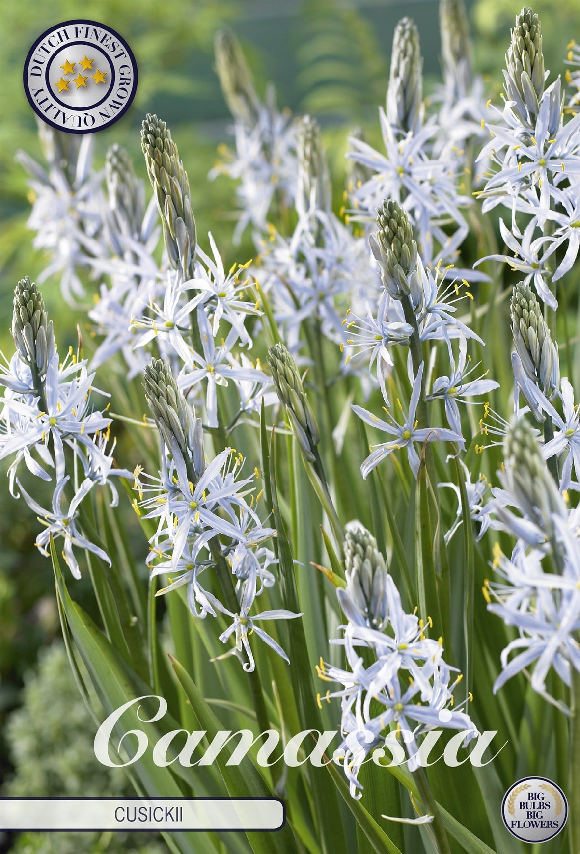 Camassia Cusickii