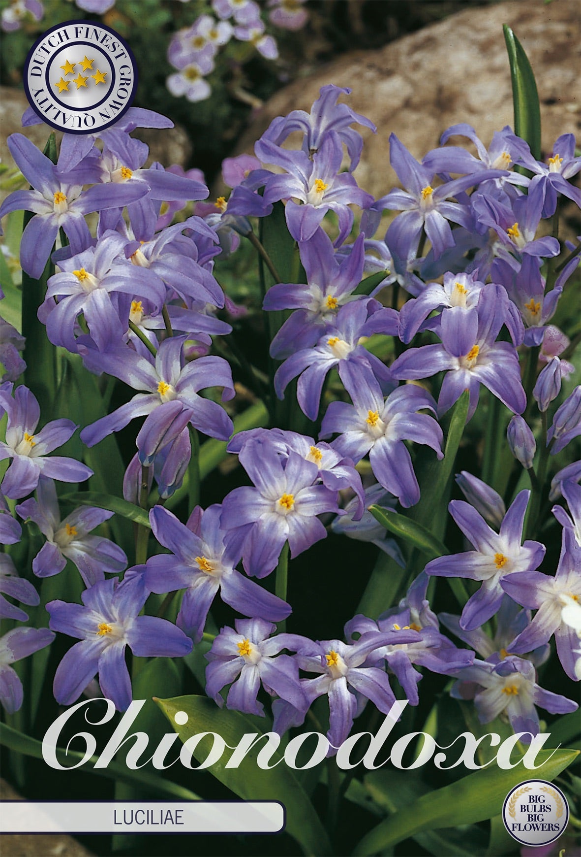 Chionodoxa Luciliae
