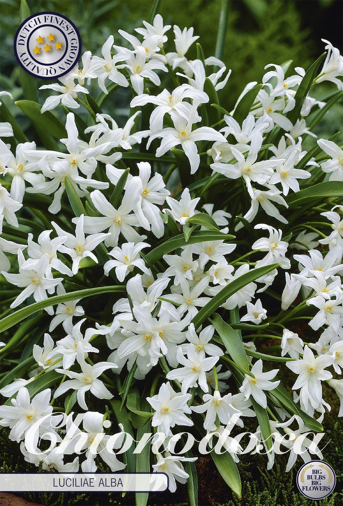 Chionodoxa Luciliae Alba