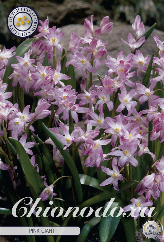 Chionodoxa Pink Giant