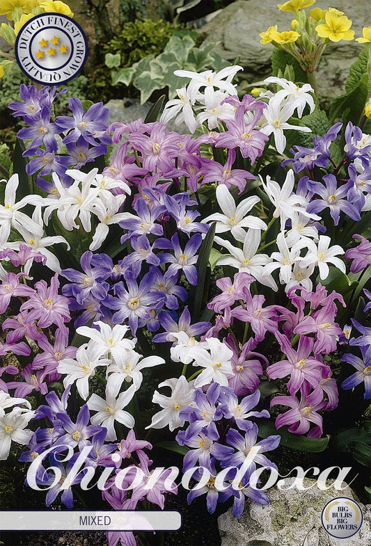 Chionodoxa Mixed