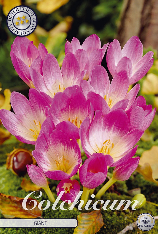 Colchicum Giant