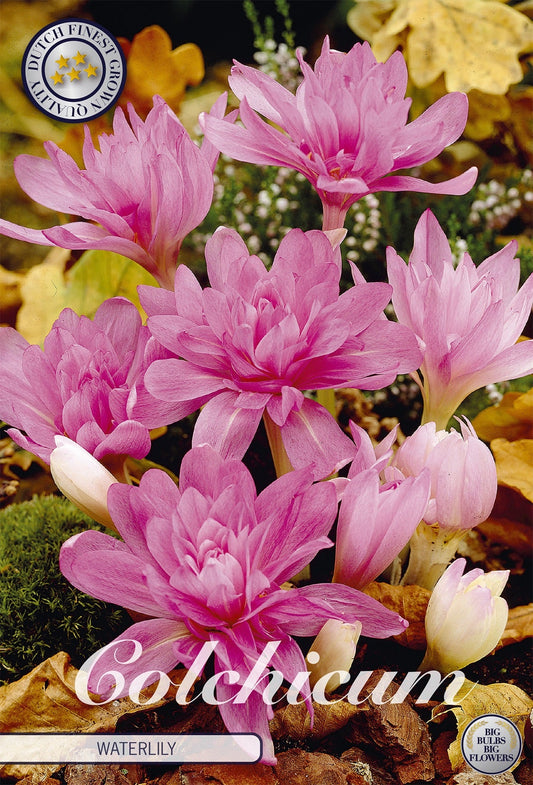 Colchicum Waterlily