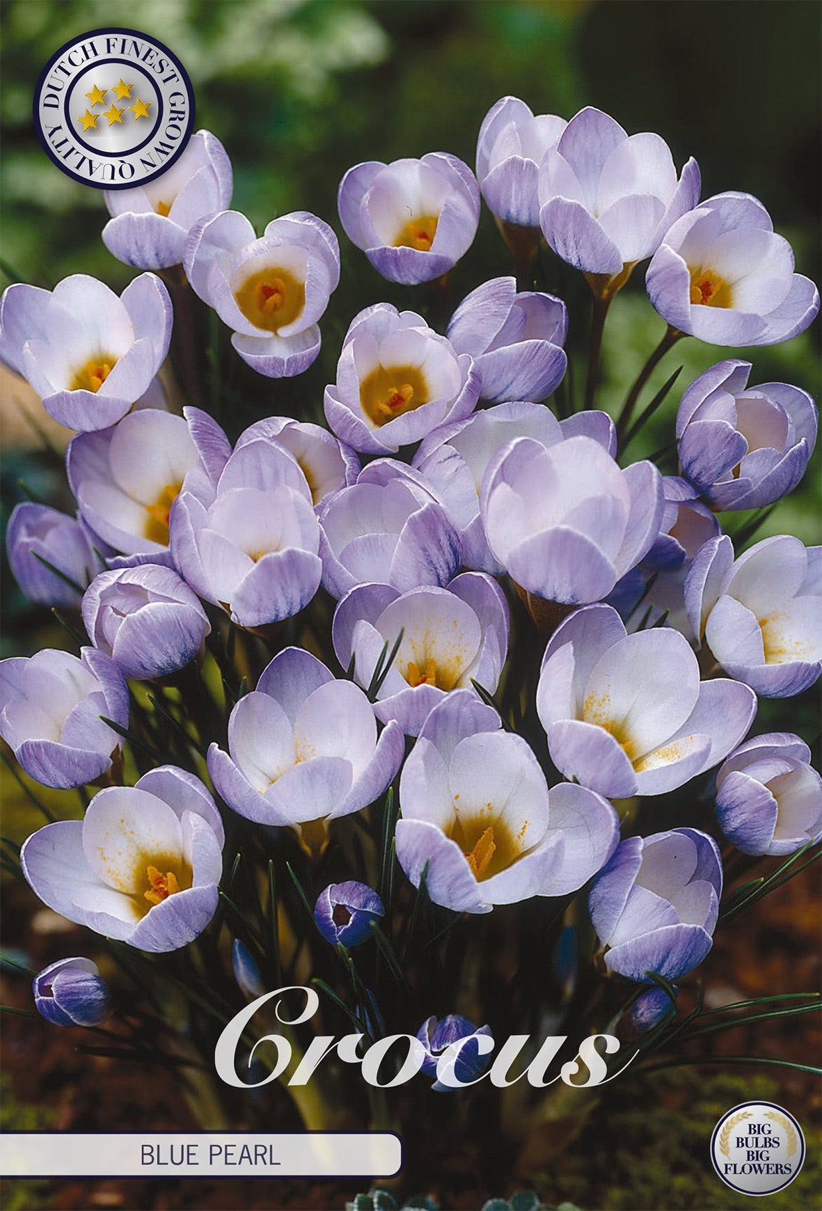 Crocus Blue Pearl