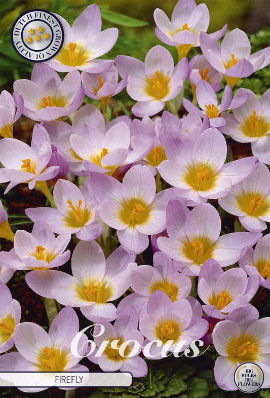 Crocus Firefly