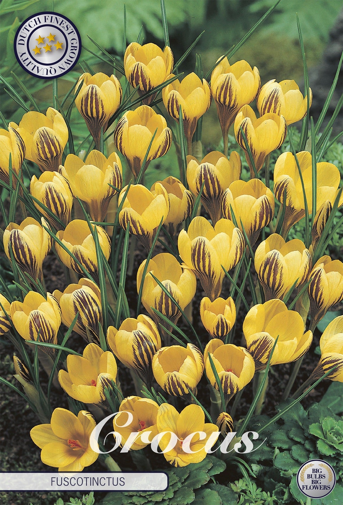 Crocus Fuscotinctus