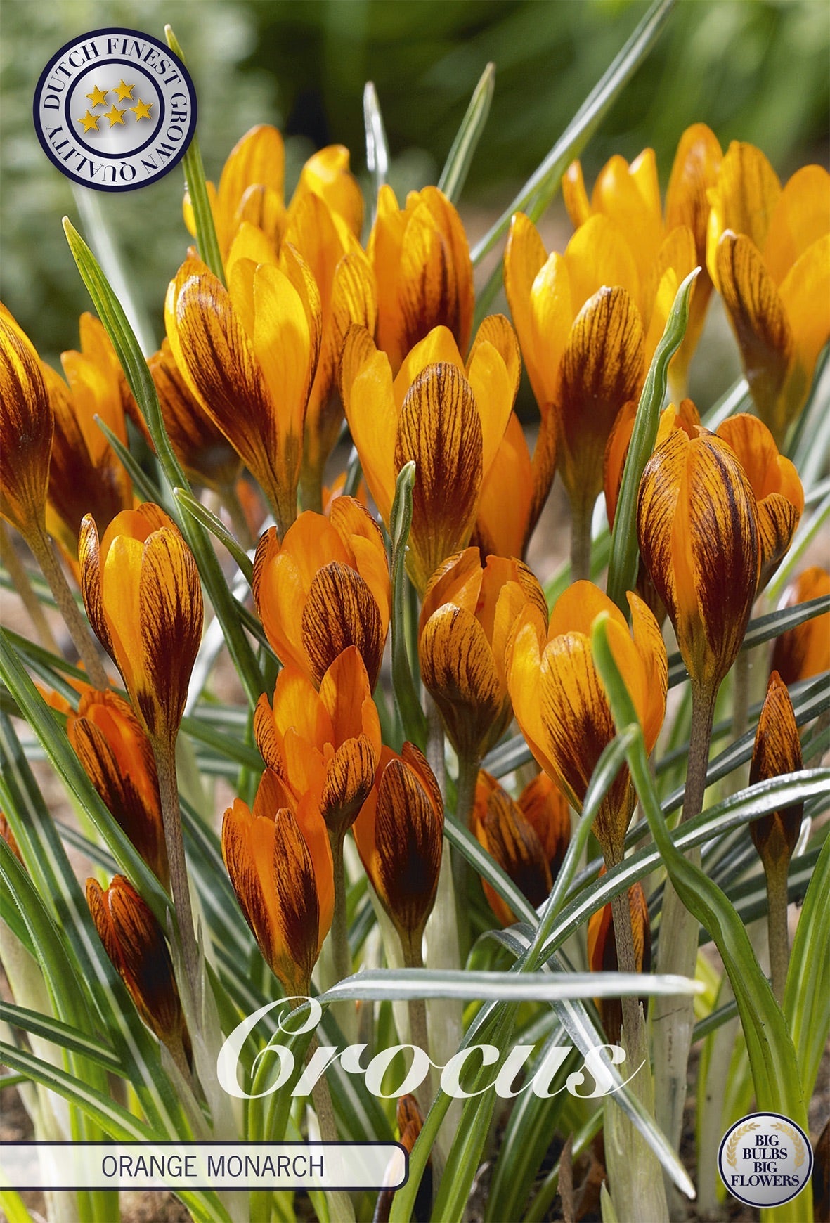 Crocus Orange Monarch