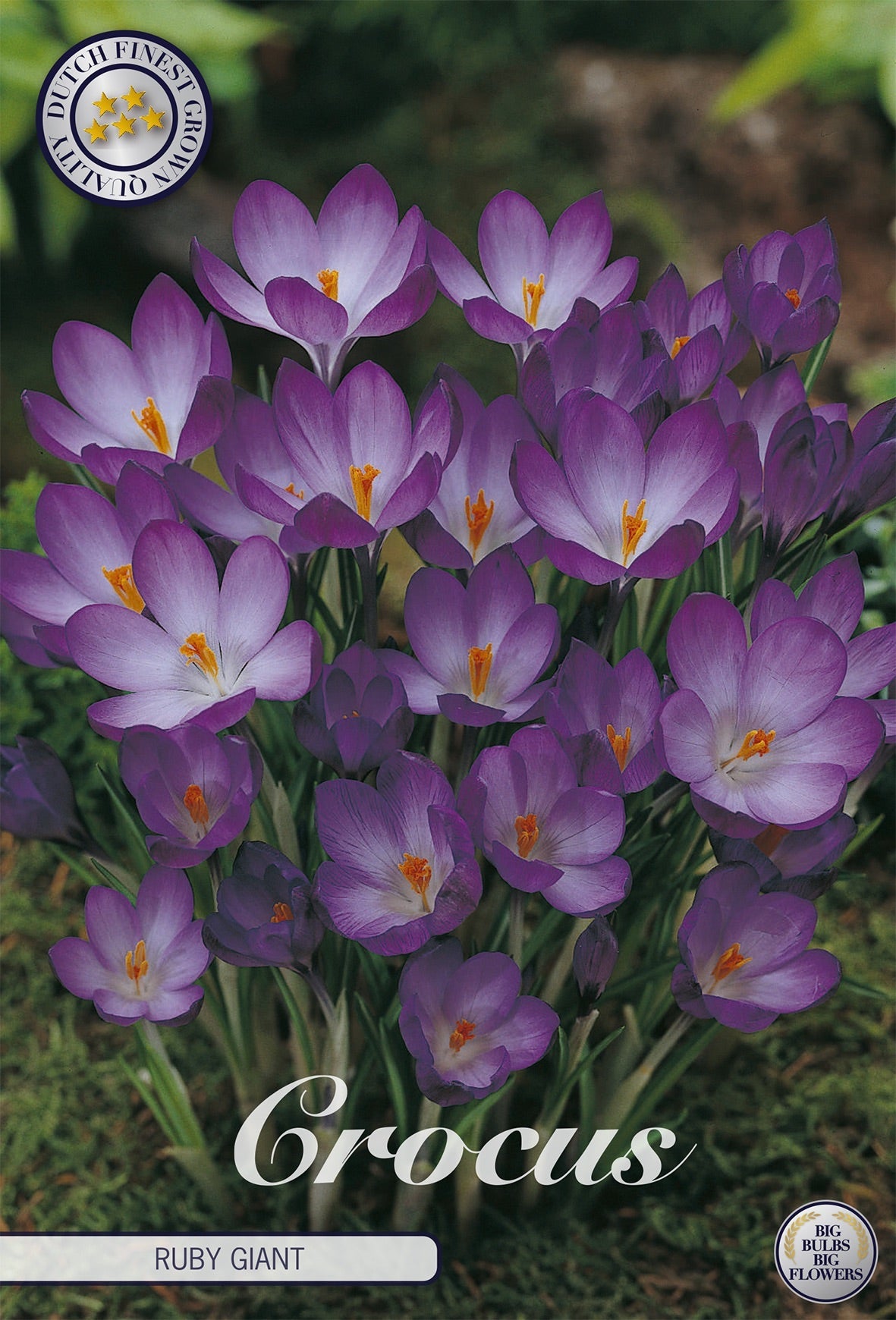 Crocus Ruby Giant