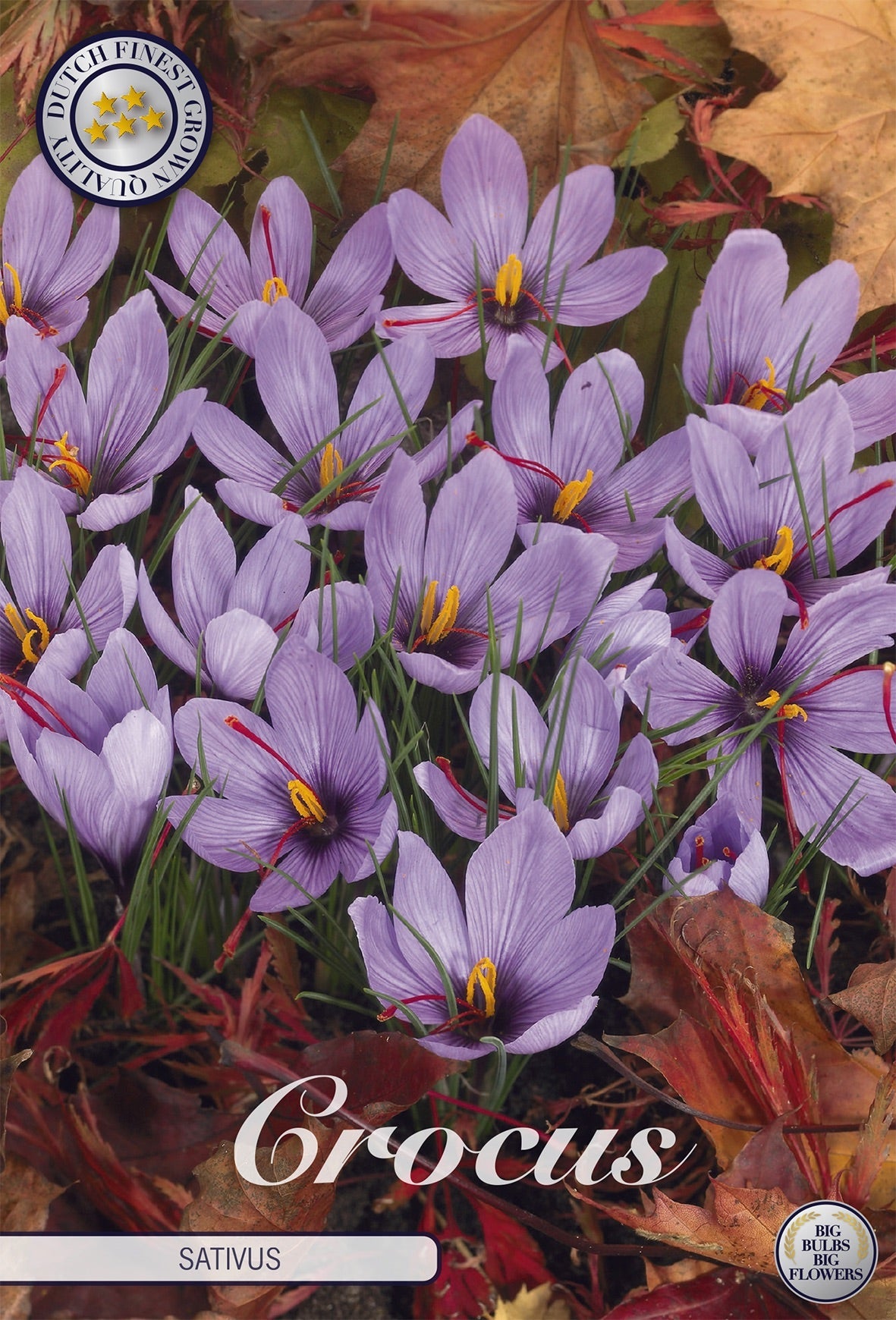 Crocus Sativus