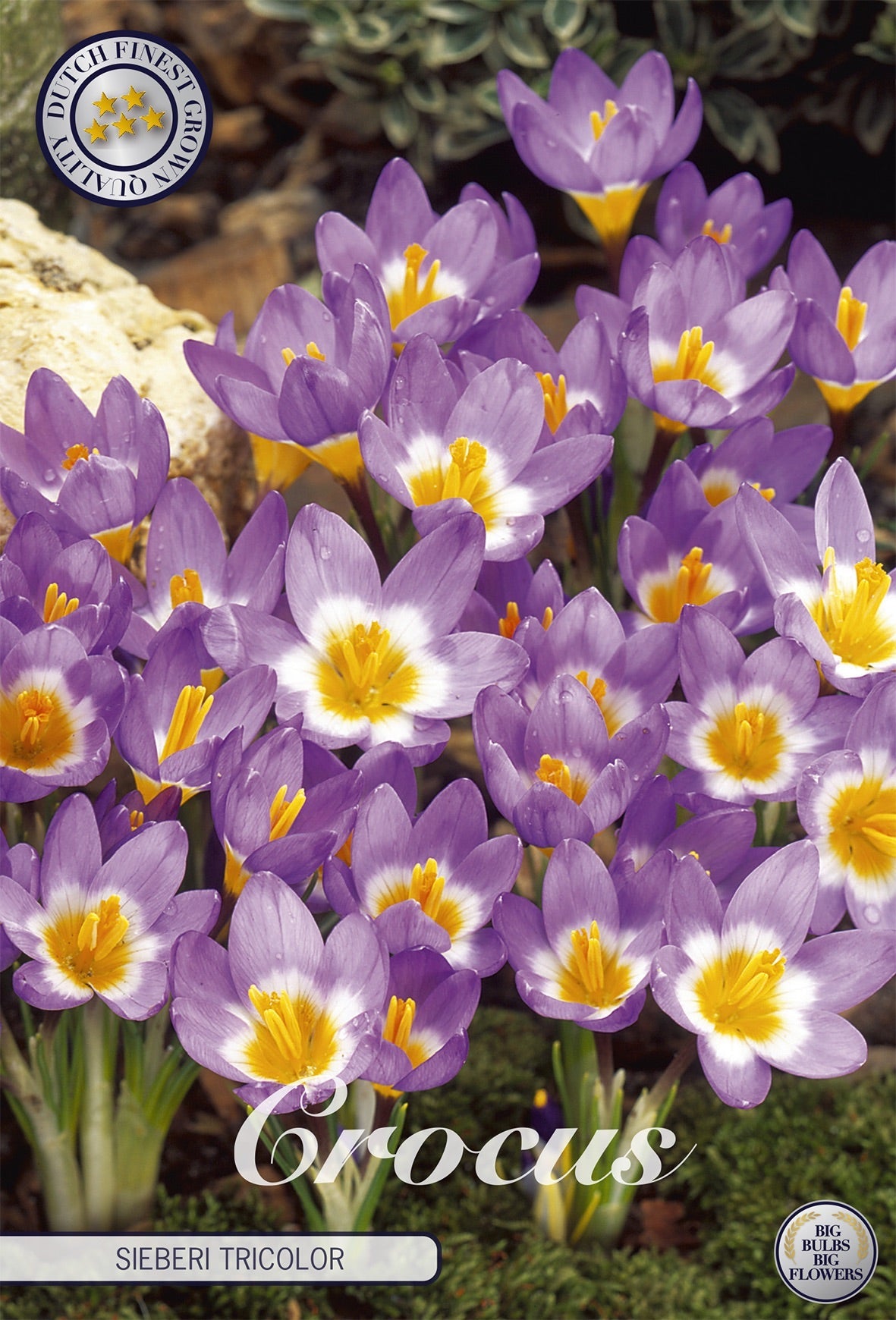 Crocus Sieberi Tricolor