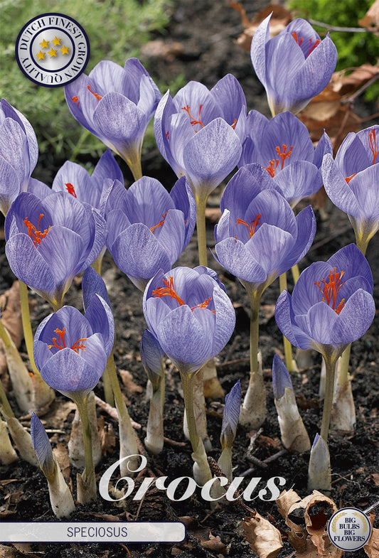 Crocus Speciosus