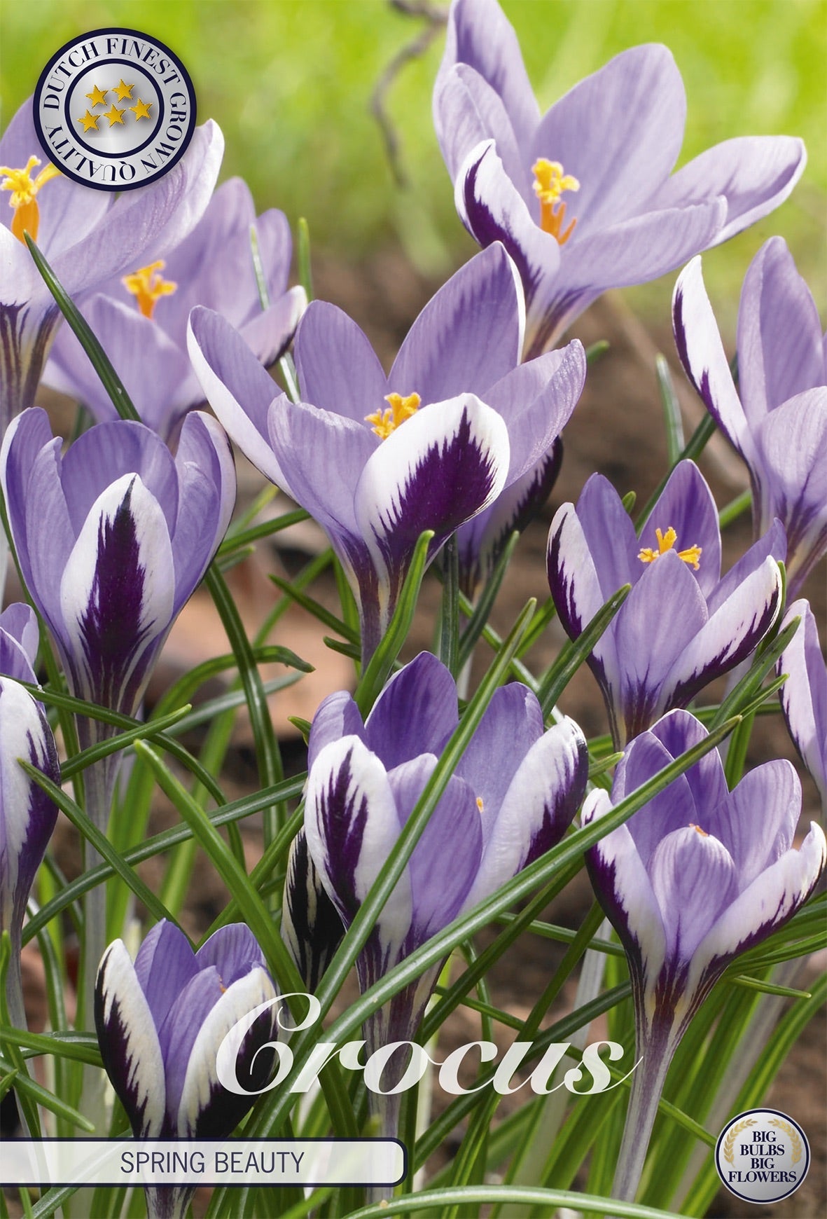Crocus Spring Beauty