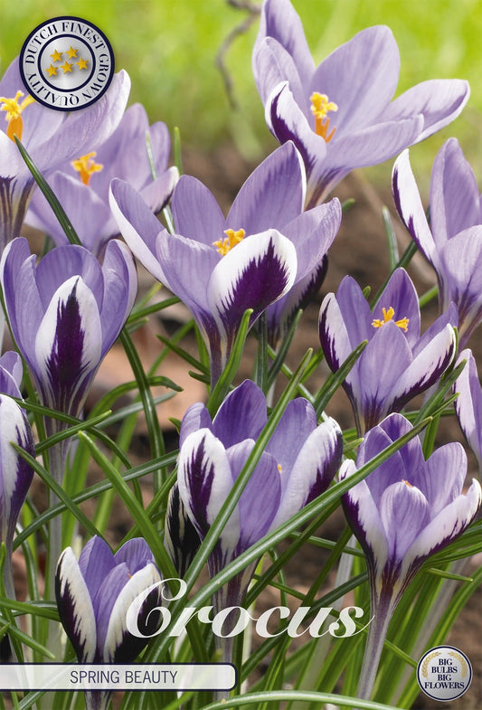 Crocus Spring Beauty