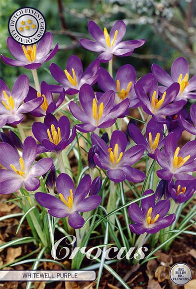Crocus Whitewell Purple