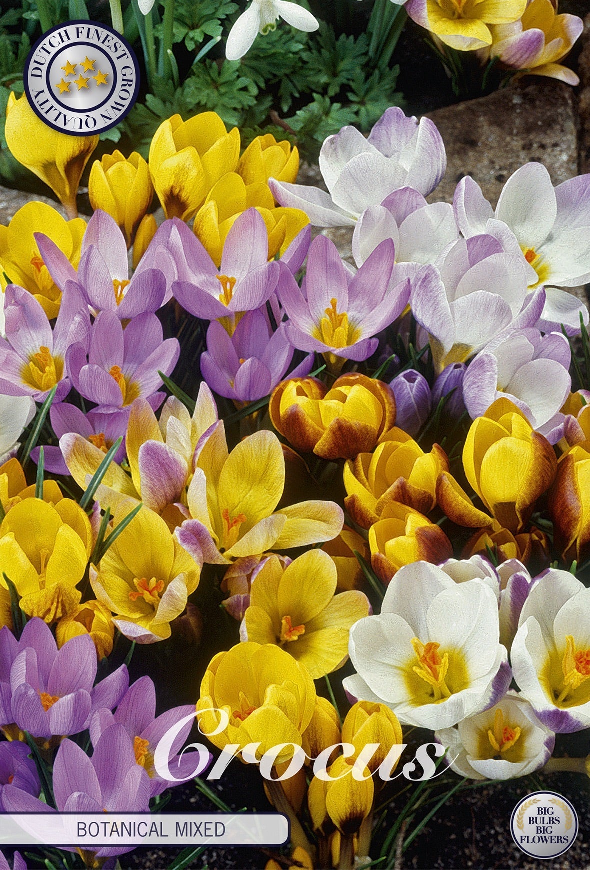 Crocus Botanical Mixed